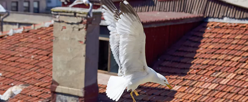 Residential Chimney Animal Removal Solution in Tucker, GA